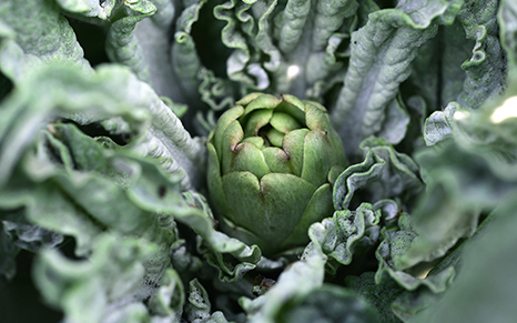 オーガニック野菜・有機野菜・こだわり野菜の石坂ファーム1